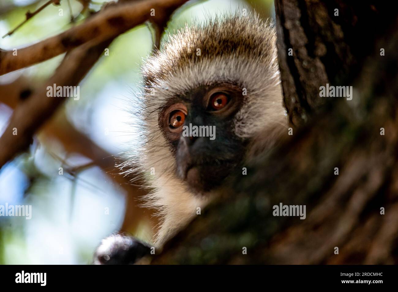 Baby Black-Face Monkey in the Serengeti Stock Photo