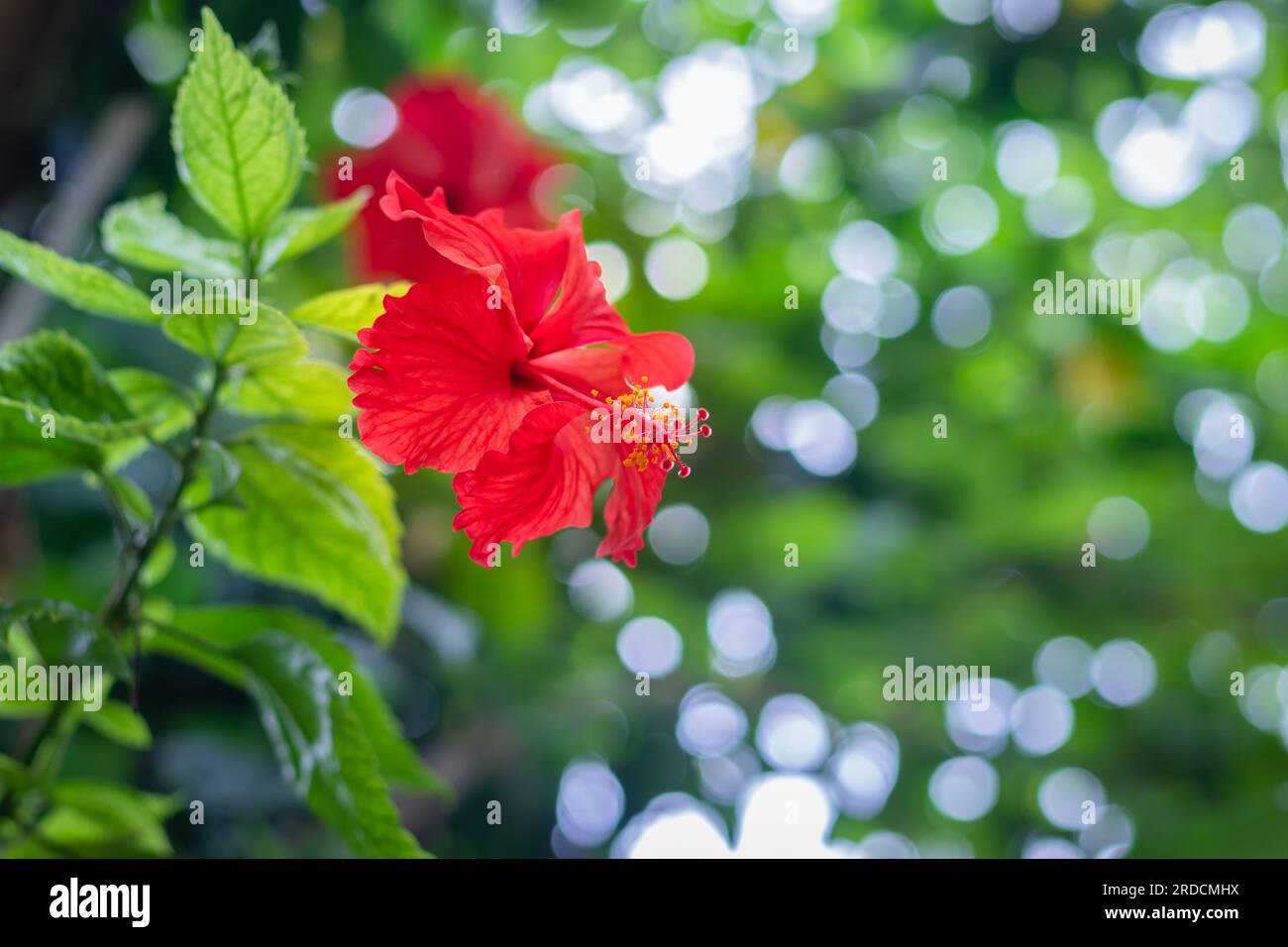 Hibiscus red flower isolated with green leaves at day from different ...