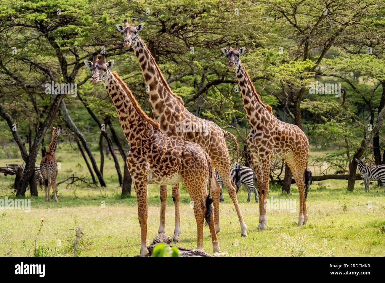 Group of giraffes hi-res stock photography and images - Alamy