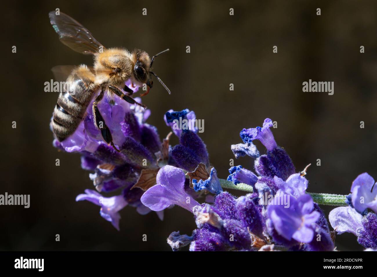 A bee is seen pollinating a lavender plant in a garden in this close up photo in Warsaw, Poland on 07 July, 2023. Stock Photo