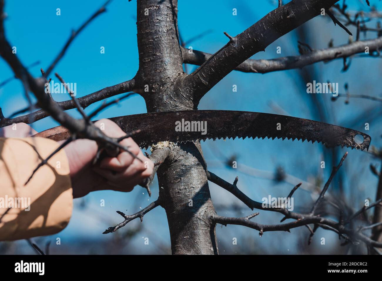 Pruning a tree with a hand saw in the spring Stock Photo Alamy