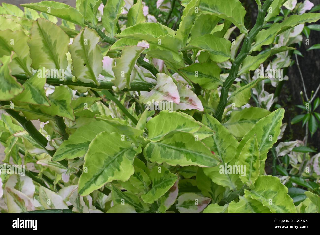 High angle view of the twigs of a variegated Devil's backbone plant (Euphorbia Tithymaloides) in the home garden Stock Photo
