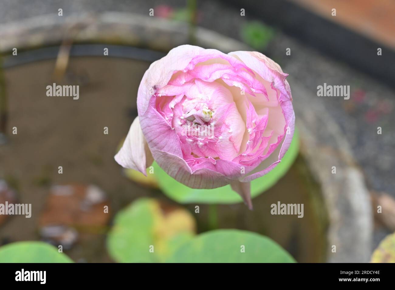 High angle view of a wilting pink Lotus flower after the bloom on small pond in the home garden Stock Photo