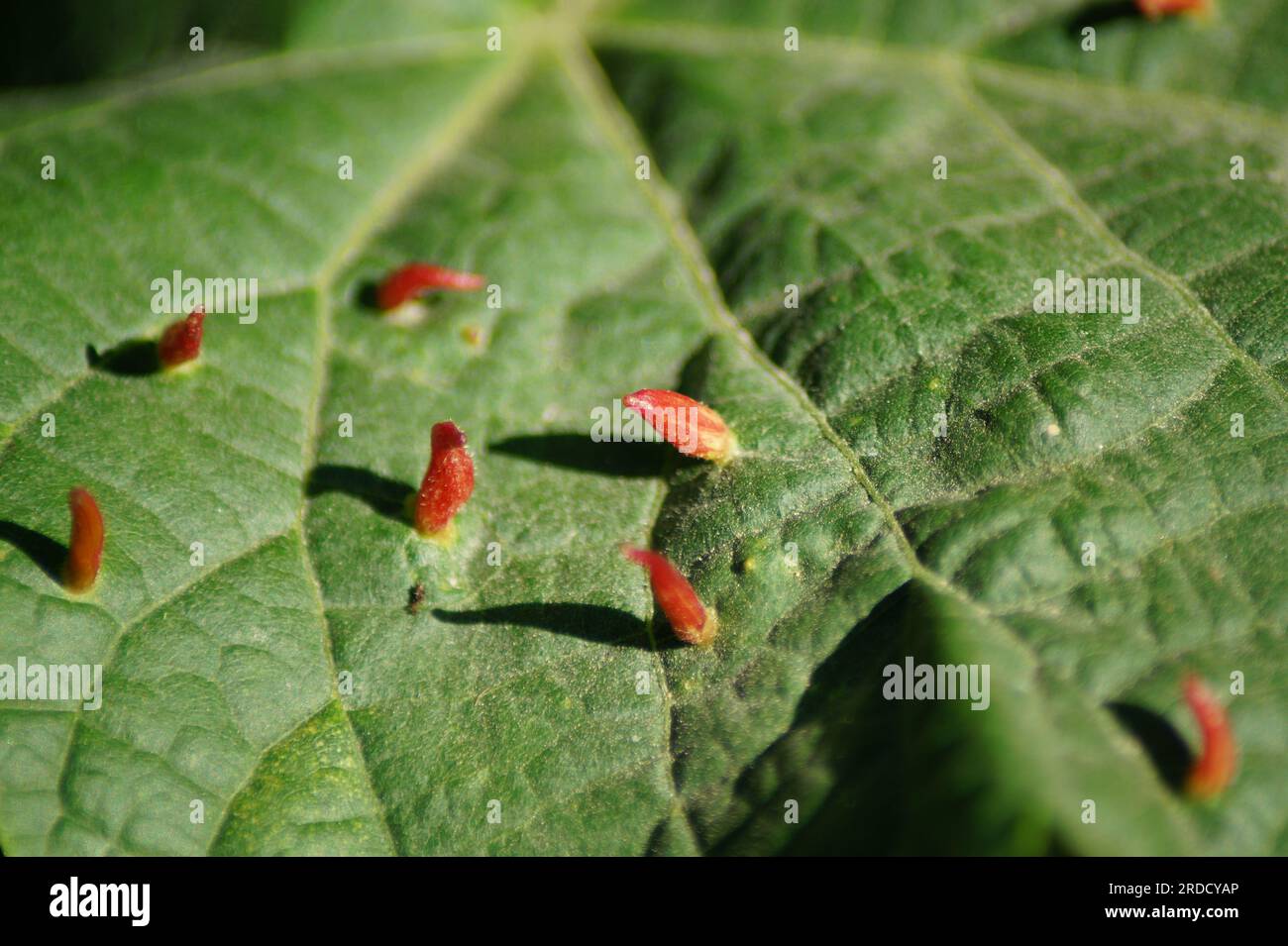 Bright red galls of the lime gall mite Eriophyes tiliae Stock Photo
