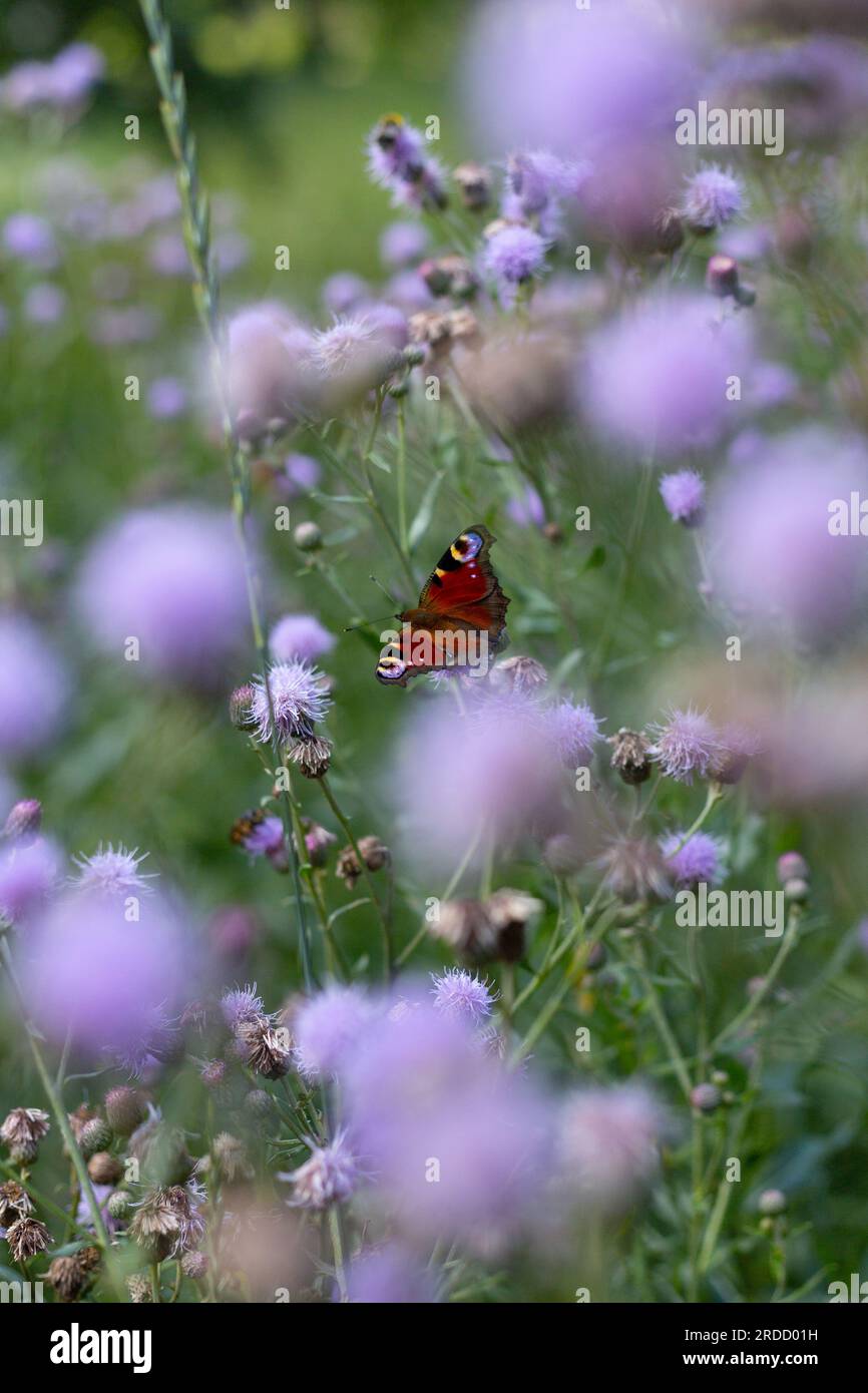 European peacock butterfly sitting on the flower Stock Photo - Alamy