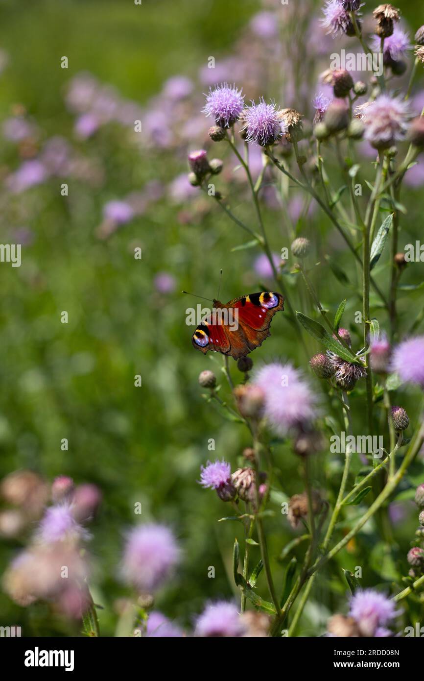 European peacock butterfly sitting on the flower Stock Photo - Alamy