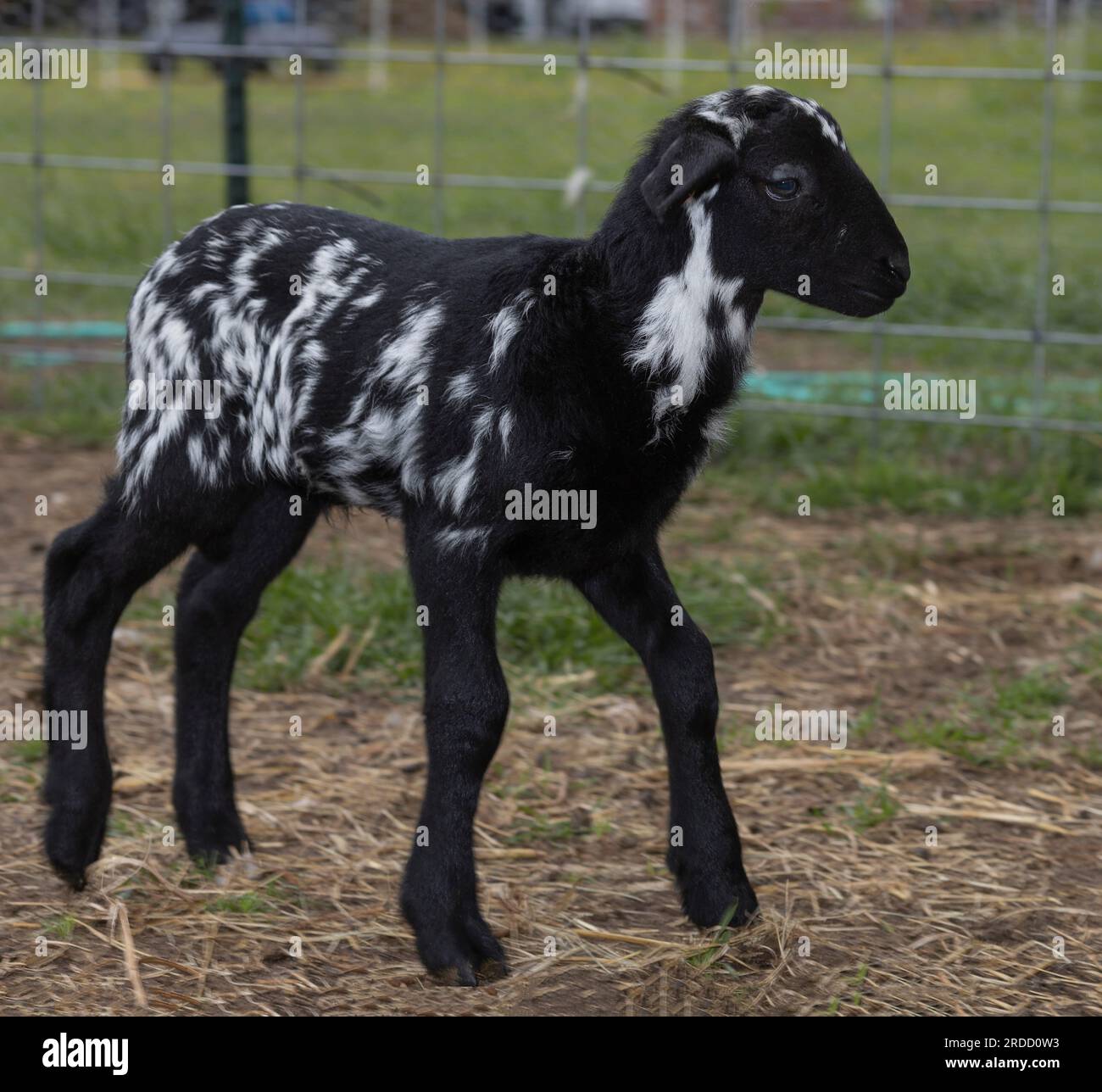 Katahdin sheep lamb that is black with white splotches walking Stock