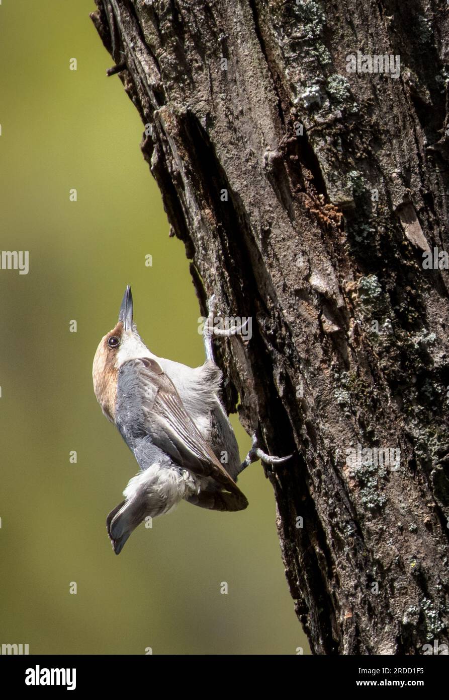 A nuthatch pauses while searching loose bark for insects. Stock Photo
