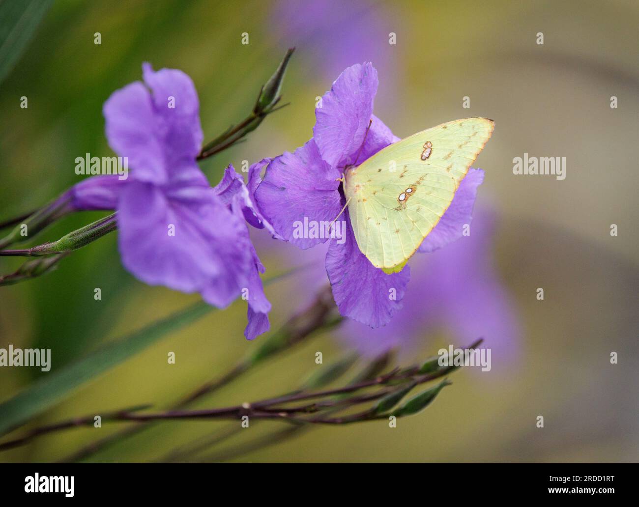 Cloudless sulfur (Phoebis sennae) - Hall County, Georgia. A sulfur butterfly gathers nectar from the bloom of a Mexican petunia on a late summer after Stock Photo