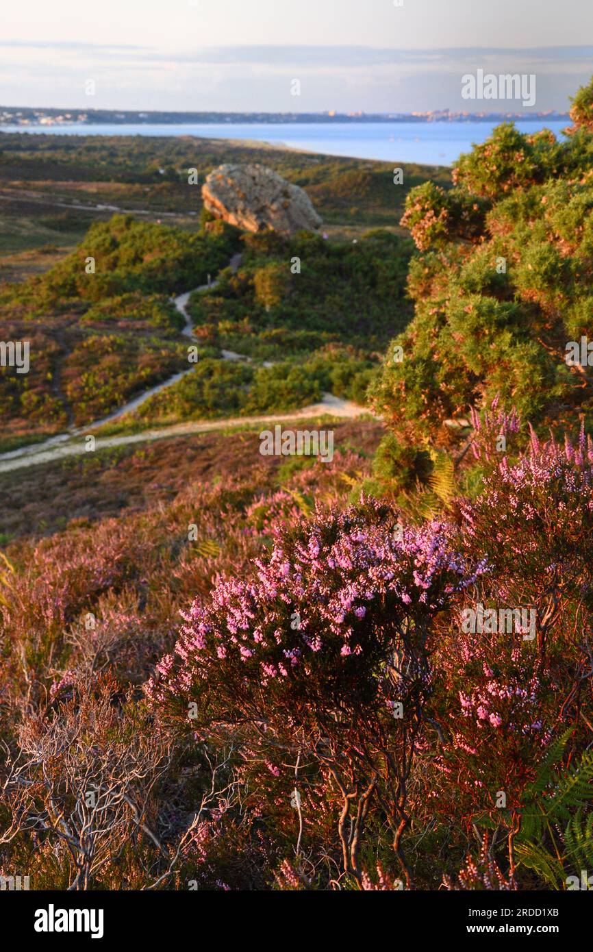 Bell Heather in the sunset with Agglestone Rock in the background. Stock Photo