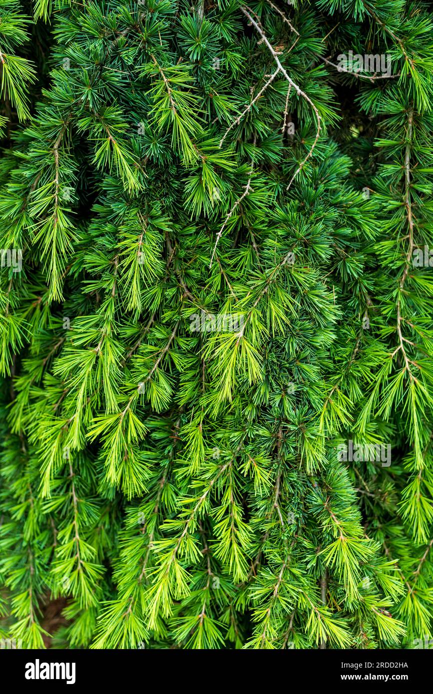 Cedrus deodara, the deodar cedar, Himalayan cedar, or deodar, is a species of cedar native to the Himalayas. Stock Photo