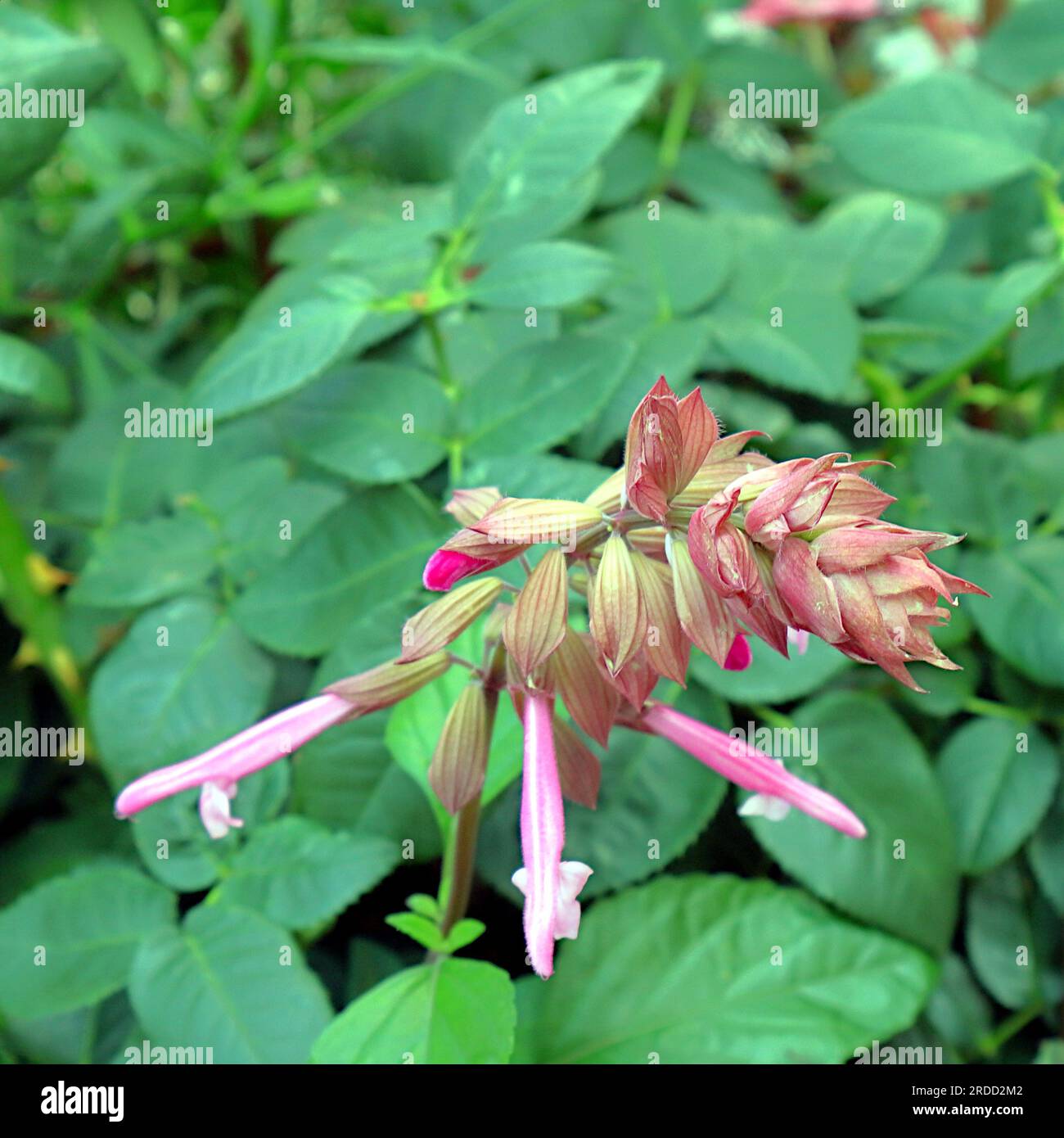 Skyscraper Pink Salvia flowers, often referred to as sage, set against a background of green leaves and foliage. Stock Photo