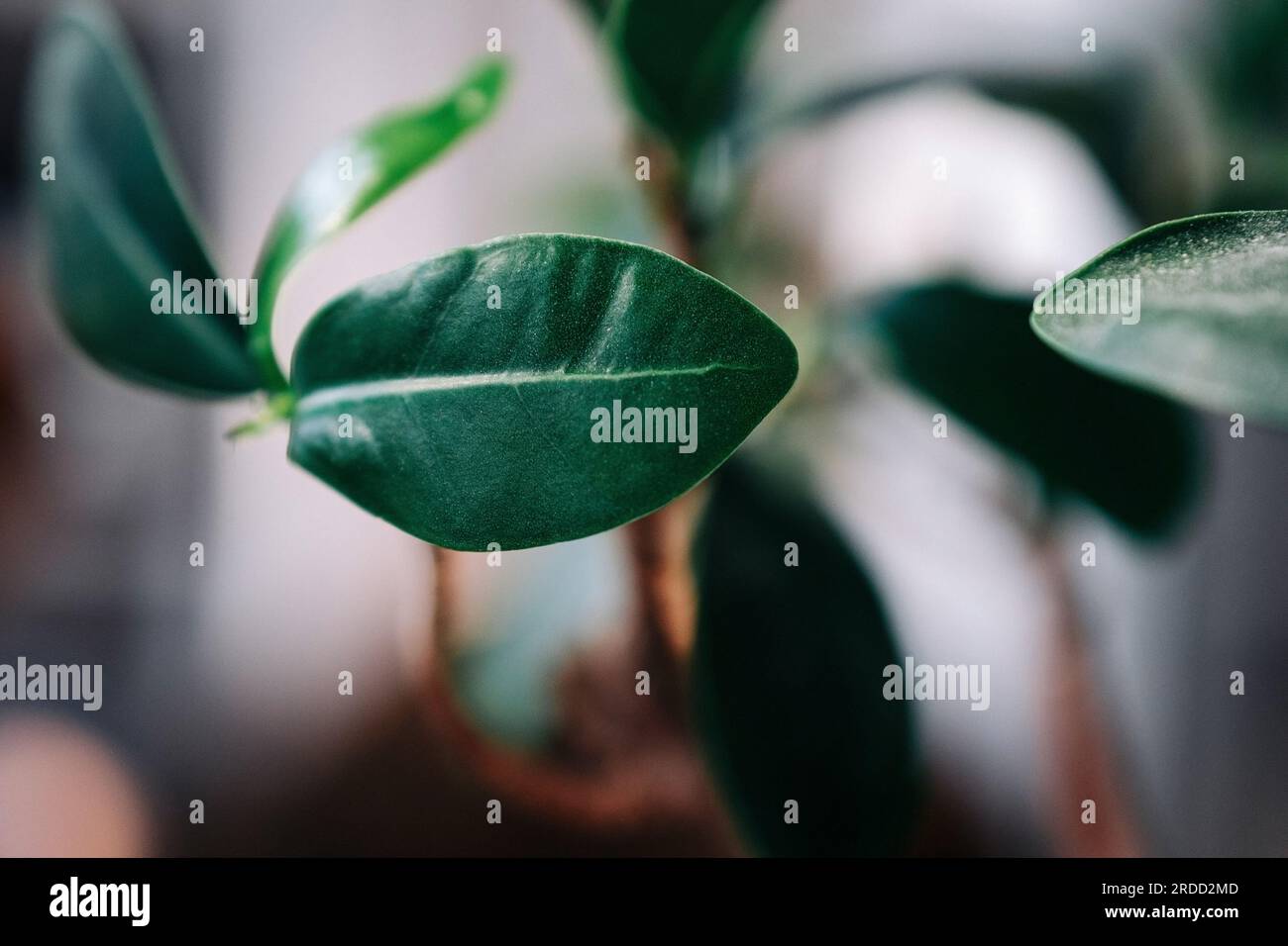 Shallow ficus hi-res stock photography and images - Alamy