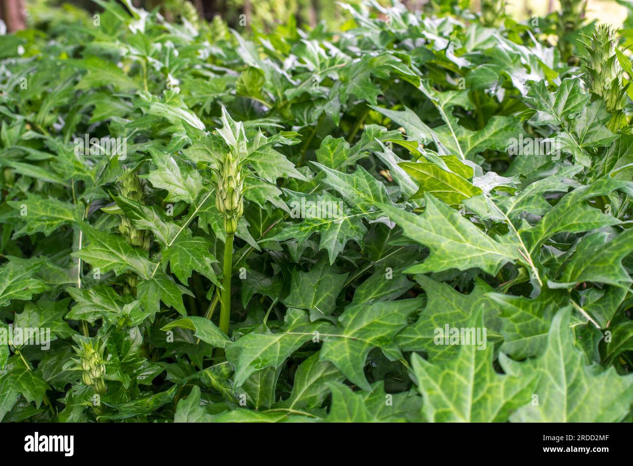 Acanthus balcanicus, is an endemic herbaceous perennial plant in the genus Acanthus, native to the Balkan peninsula, up to Dalmatia. Stock Photo