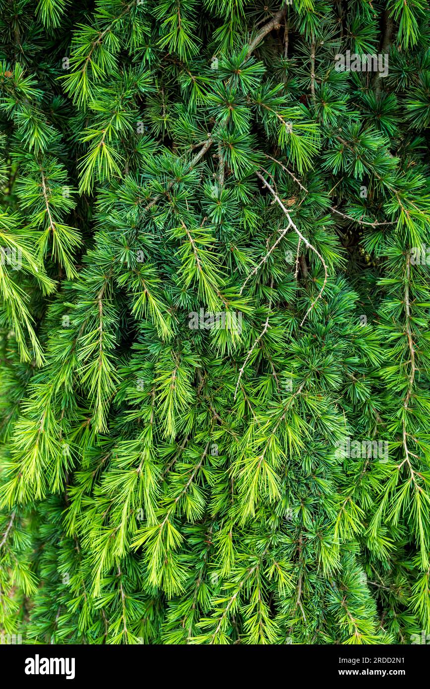 Cedrus deodara, the deodar cedar, Himalayan cedar, or deodar, is a species of cedar native to the Himalayas. Stock Photo