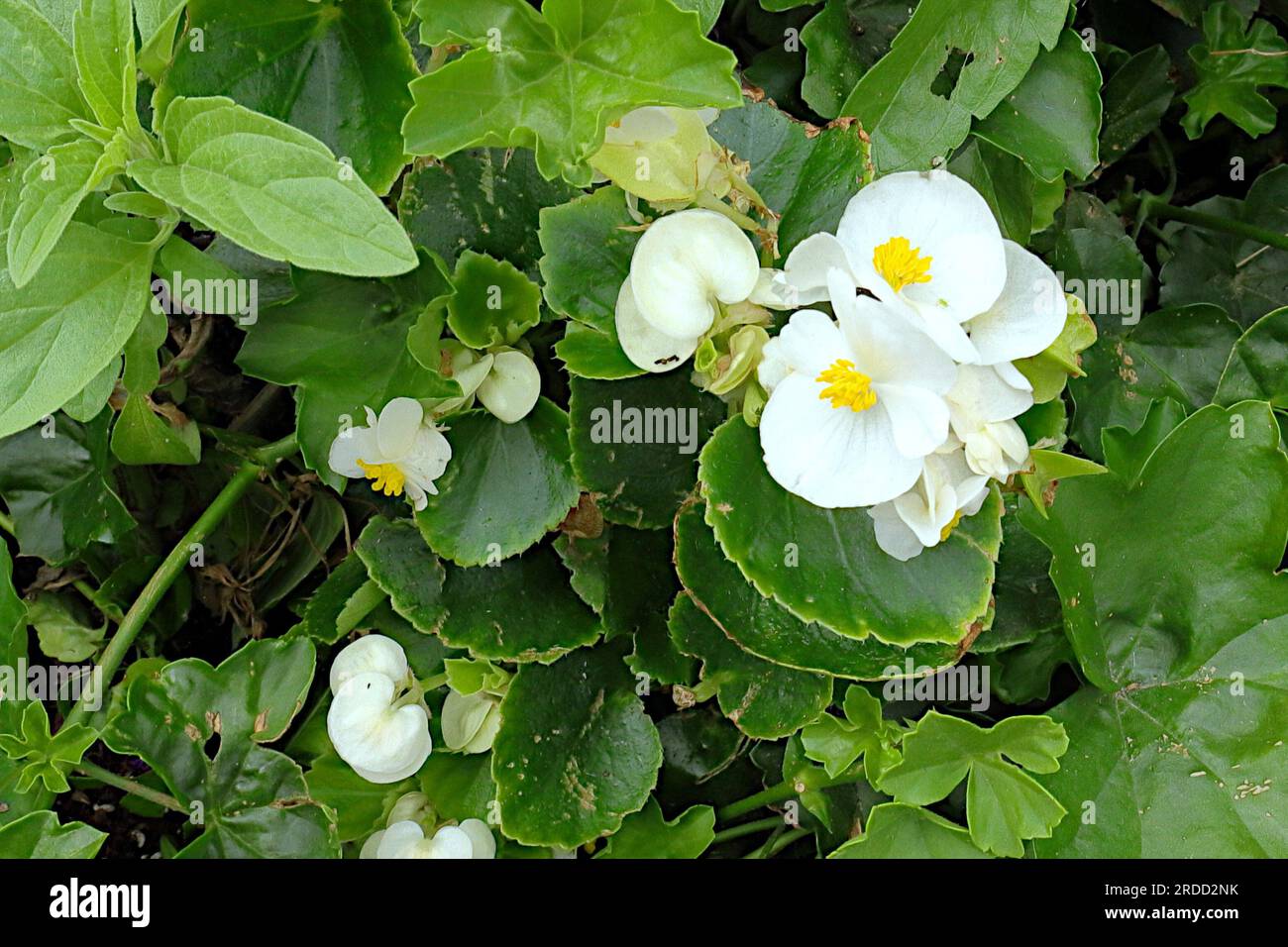 Cluster of white and yellow wax begonia flowers set against a background of waxy green leaves, green foliage. Stock Photo