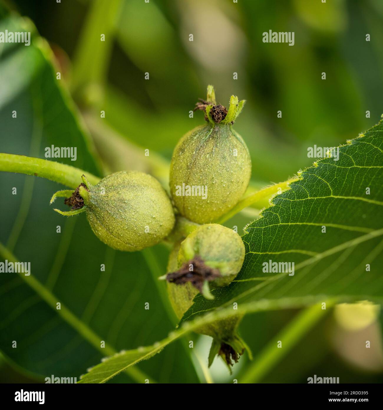 Young developing nuts of Shargbark Hickory Carya Ovata. Stock Photo