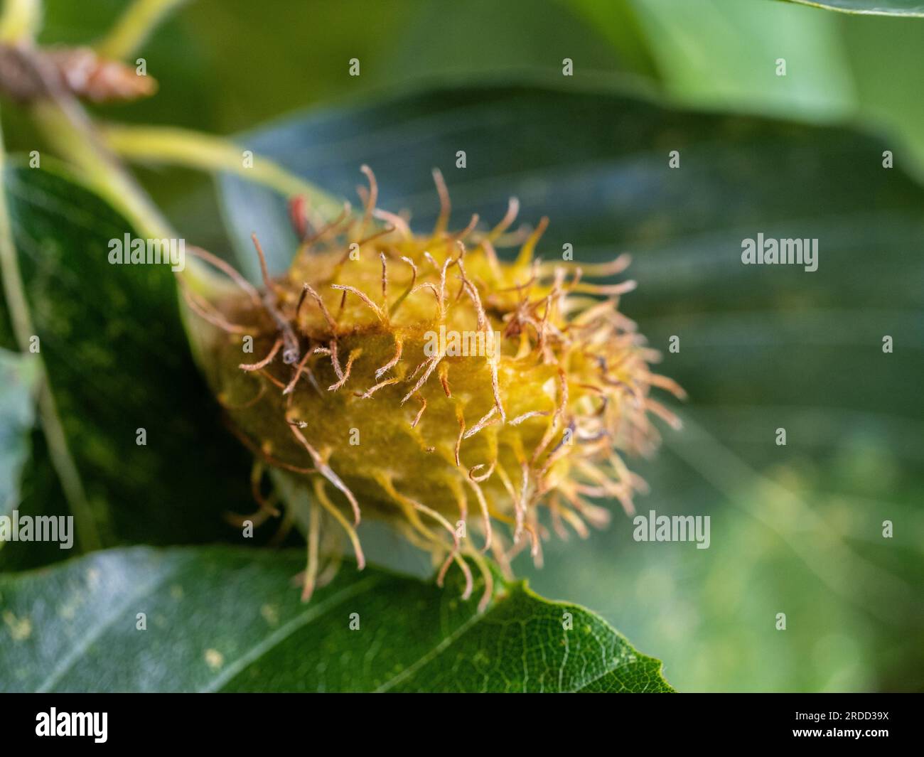 Close-up of the bristly husk of the nuts of Fagus orientalis commonly known as the Oriental beech. Stock Photo