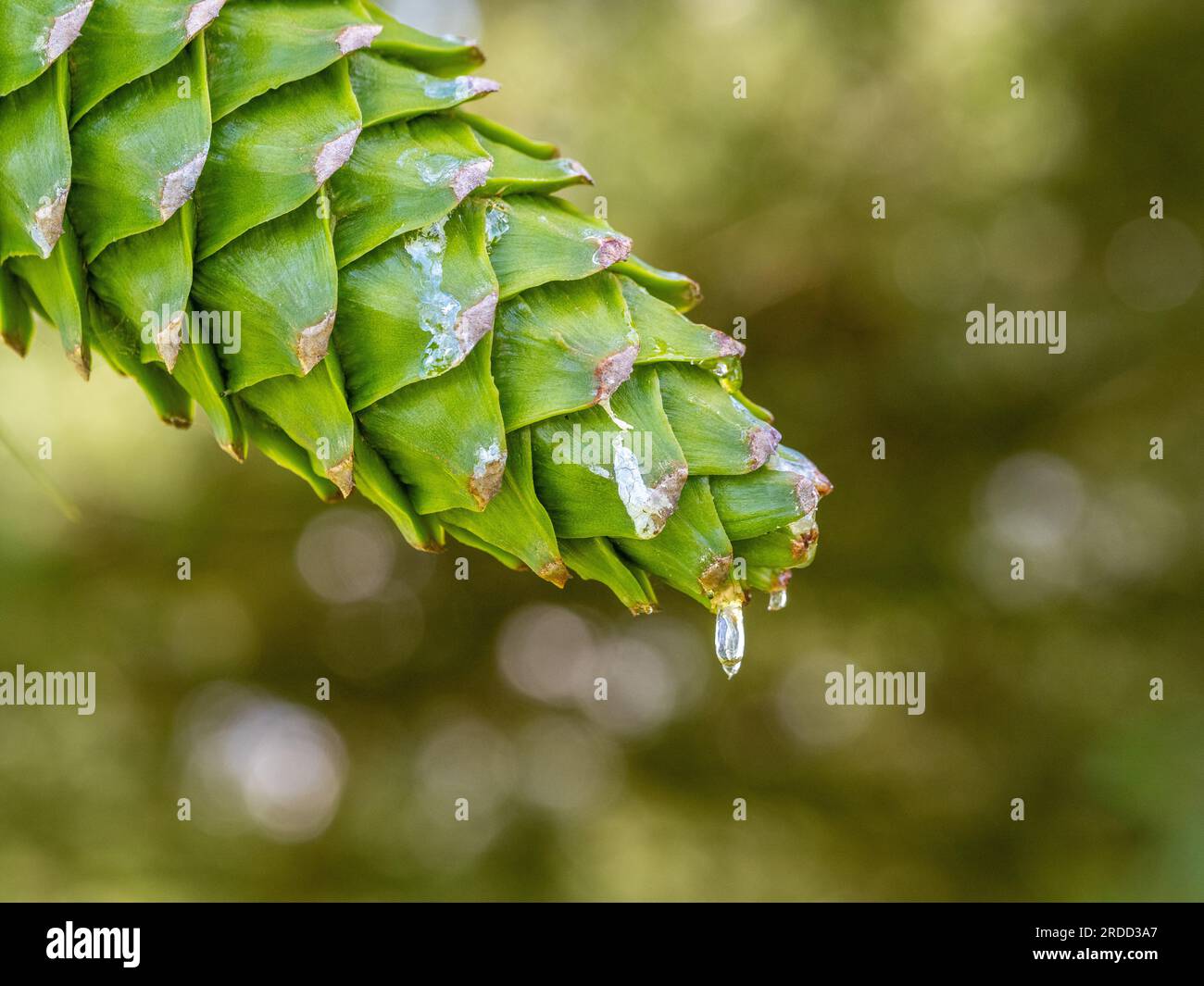 Closeup of sap dripping from a pine cone in a UK forest Stock Photo