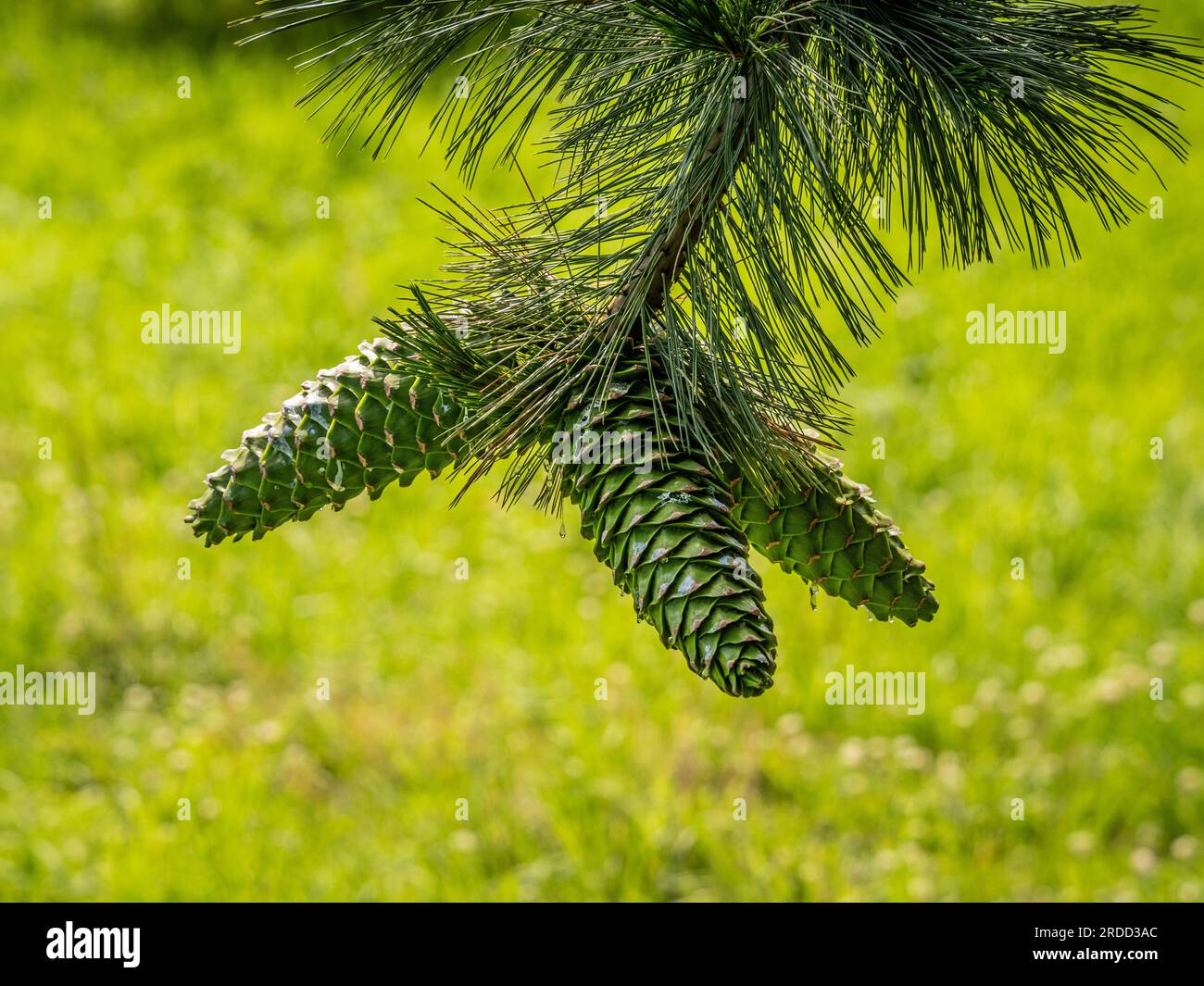 Large green pine cones hanging from the tip of a branch on a pine tree, Stock Photo