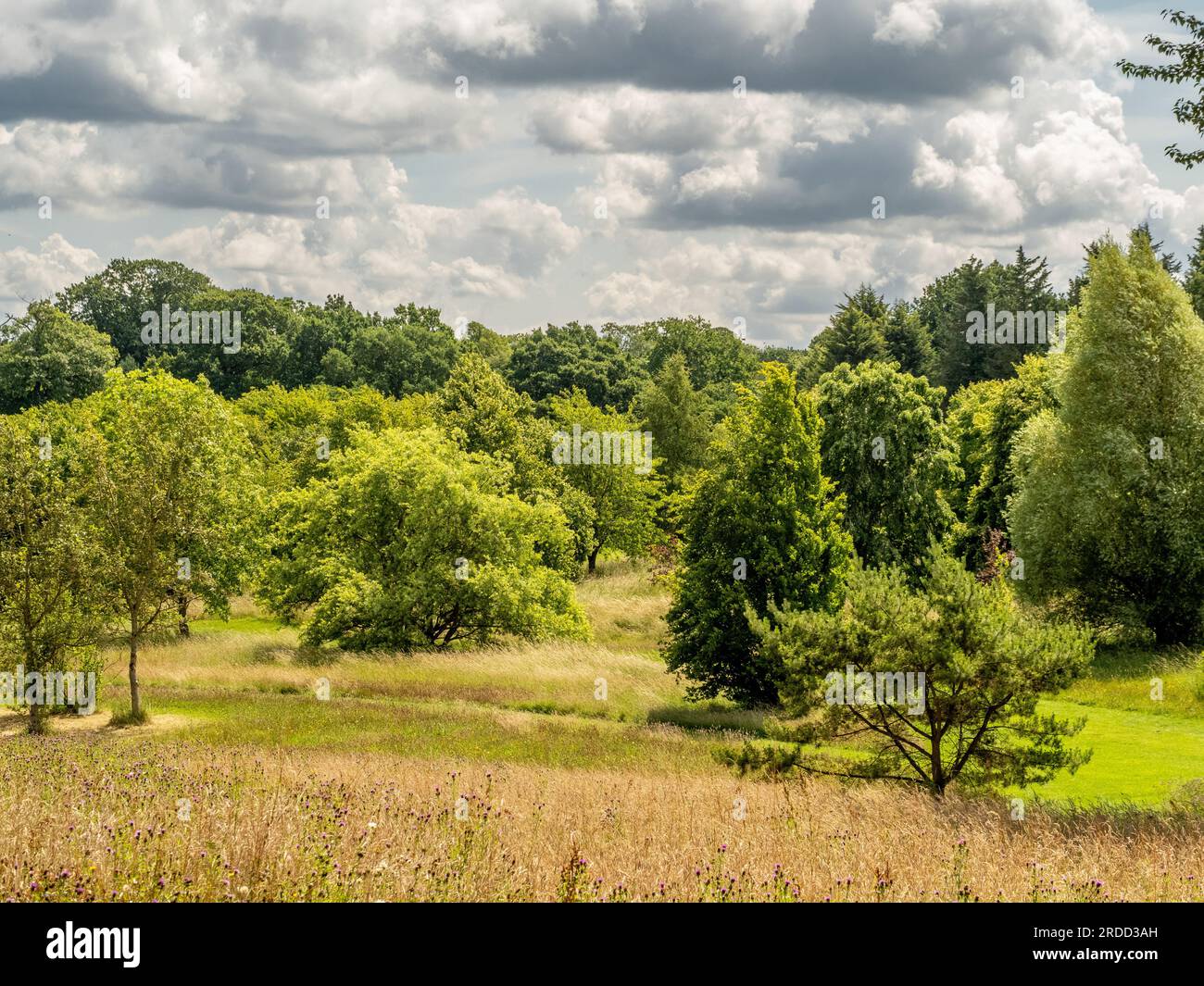 Trees in summer seen against a dramatic cloudy sky with a wildflower meadow in the foreground. Stock Photo