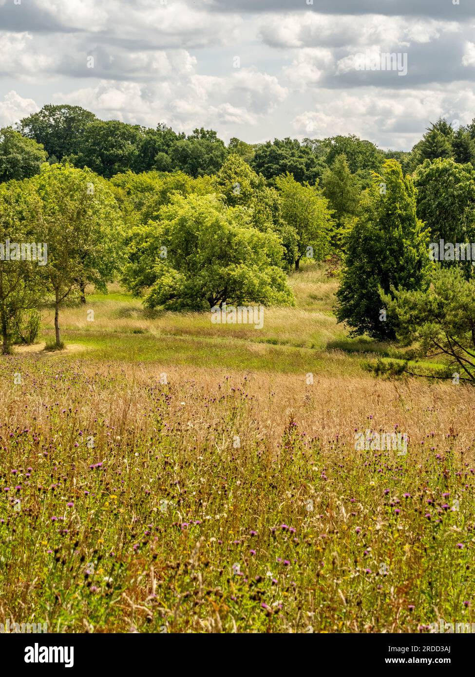 Trees in summer seen against a dramatic cloudy sky with a wildflower meadow in the foreground. Stock Photo