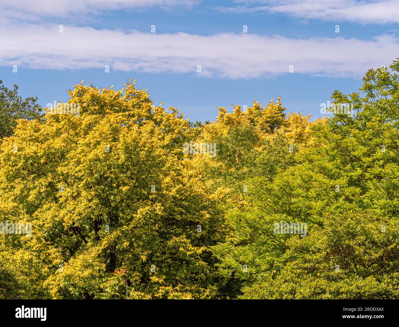 Elevated view of the tree canopy of deciduous woodland, seen against a blue sky in summer. Stock Photo