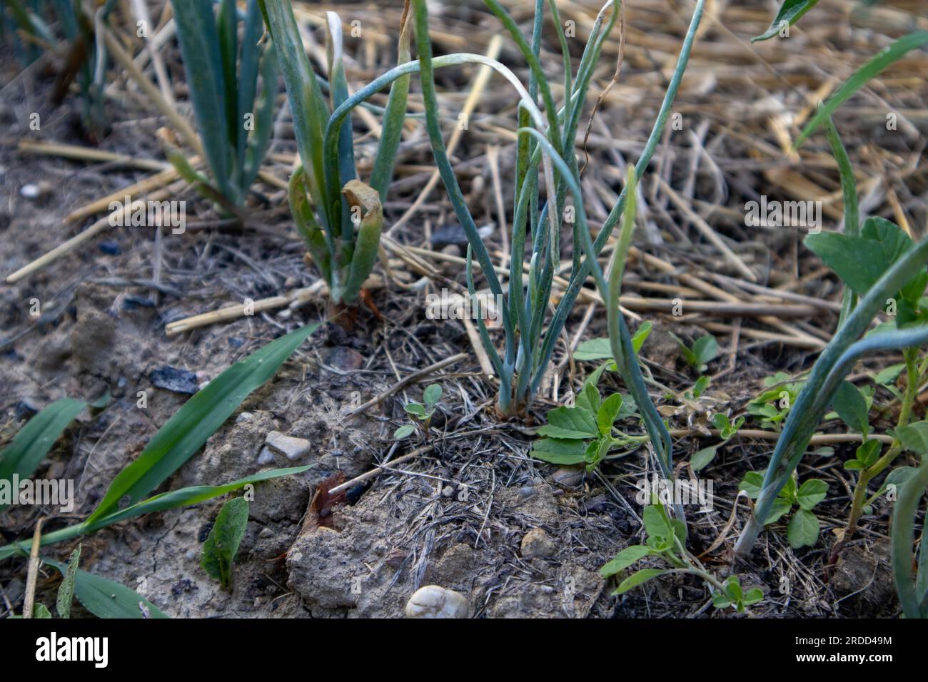 Green onions plantation in summer hi-res stock photography and images ...