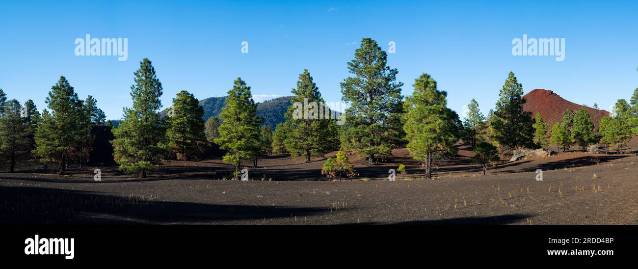 Ponderosa pines, Bonito lava flow, Sunset Crater National Monument, Arizona Stock Photo