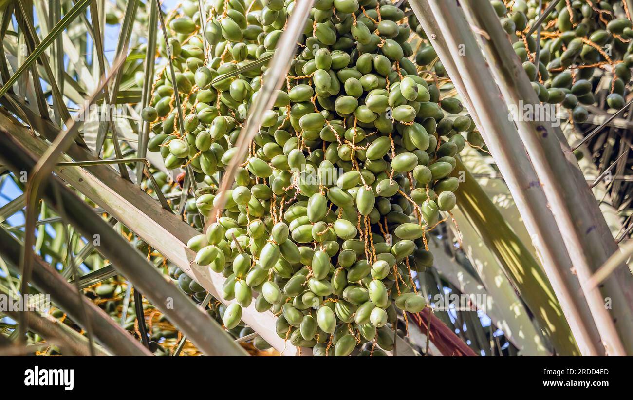Raw green dates on the palm tree Dammam Saudi Arabia Stock Photo Alamy