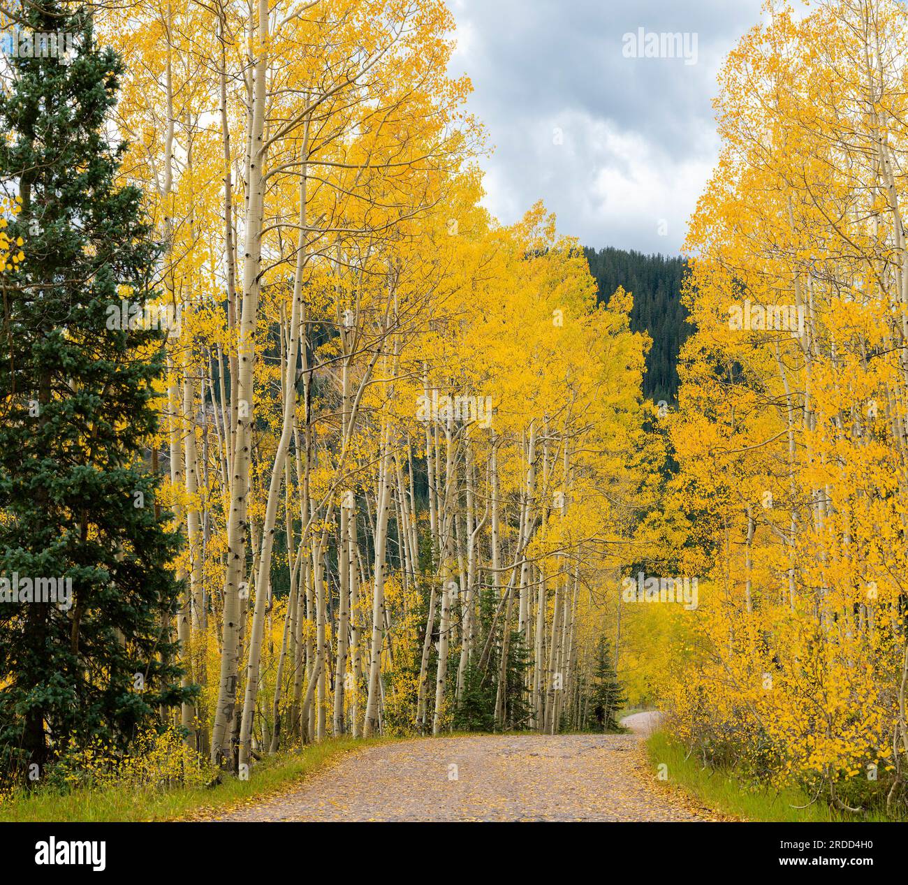 Road in forest, National Forest, Colorado, USA Stock Photo