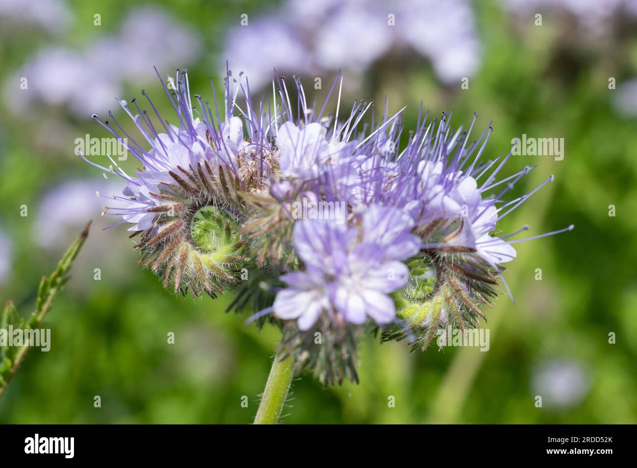 Close up of lacy phacelia (phacelia tanacetifolia) flowers in bloom ...