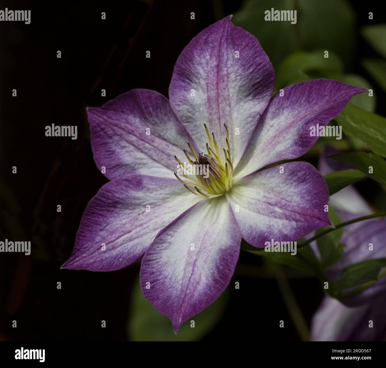 Purple White Clematis Flower Head Stock Photo