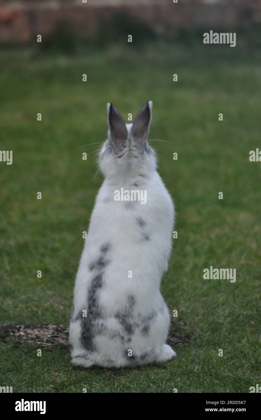 A photograph of a pet rabbit taken from behind Stock Photo