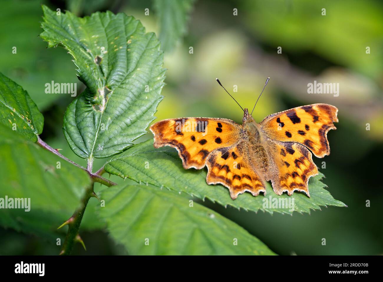 Comma open wings hi-res stock photography and images - Alamy