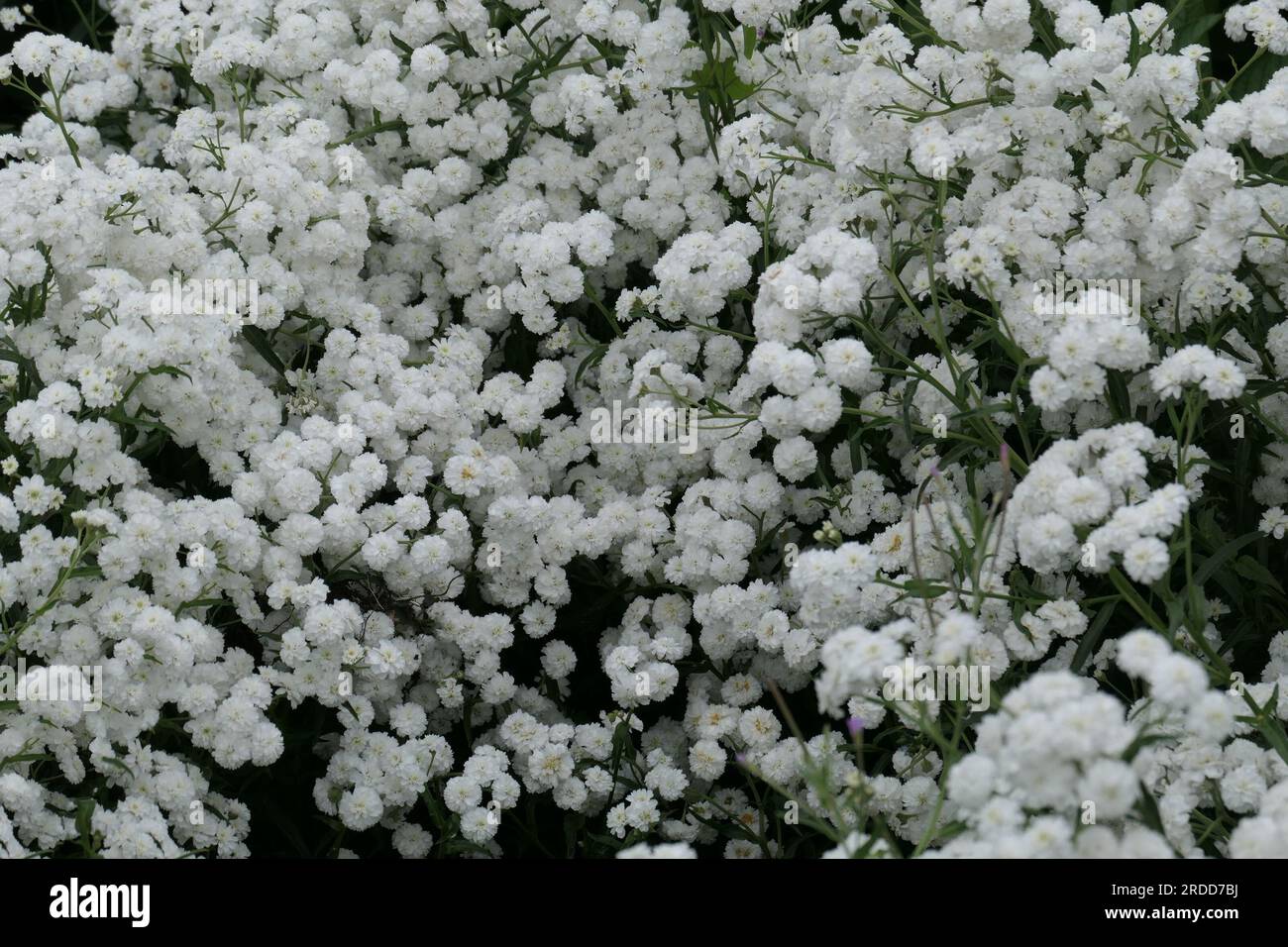 Closeup of the white flowering herbaceous perennial garden plant achillea ptarmica Perry's White. Stock Photo