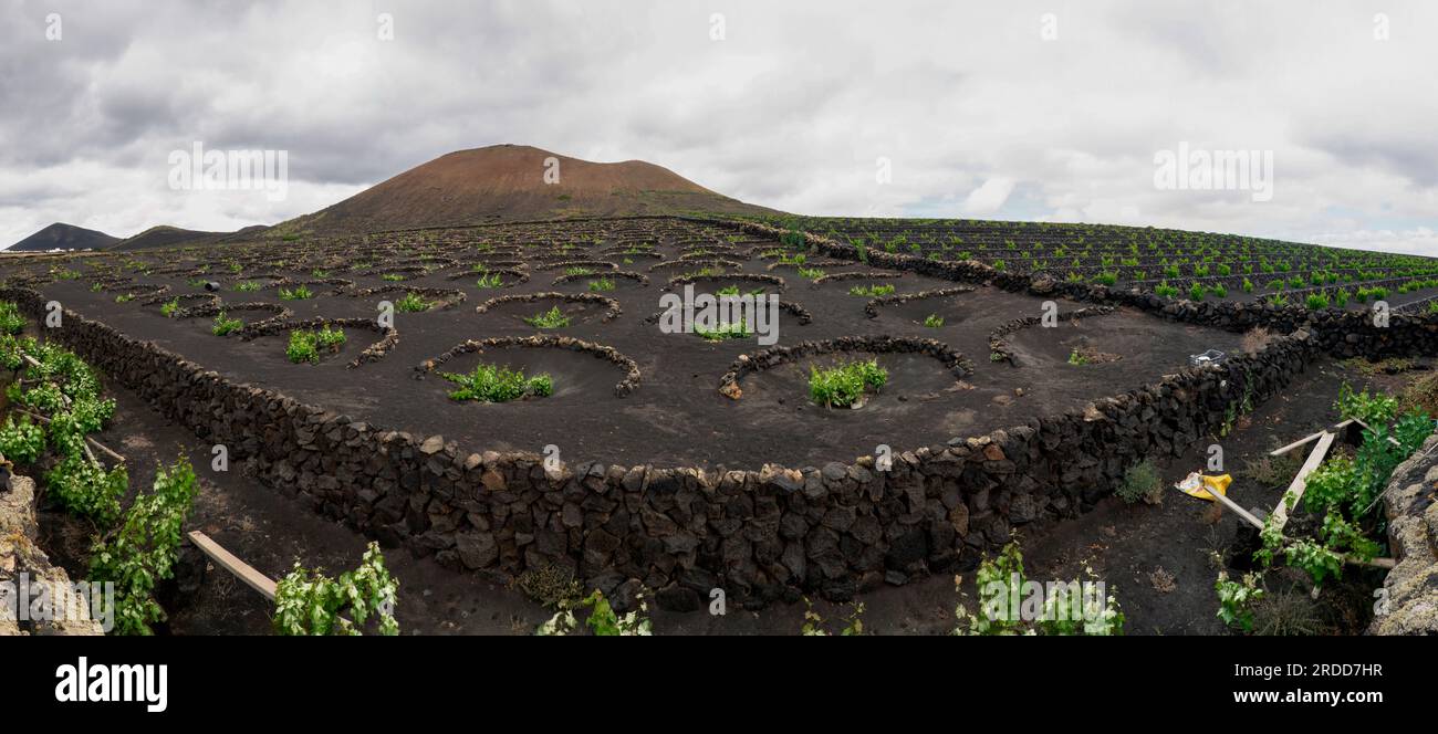 Landscape with Lanzarote-style cultivated vineyards in the Canary Islands, Spain Stock Photo