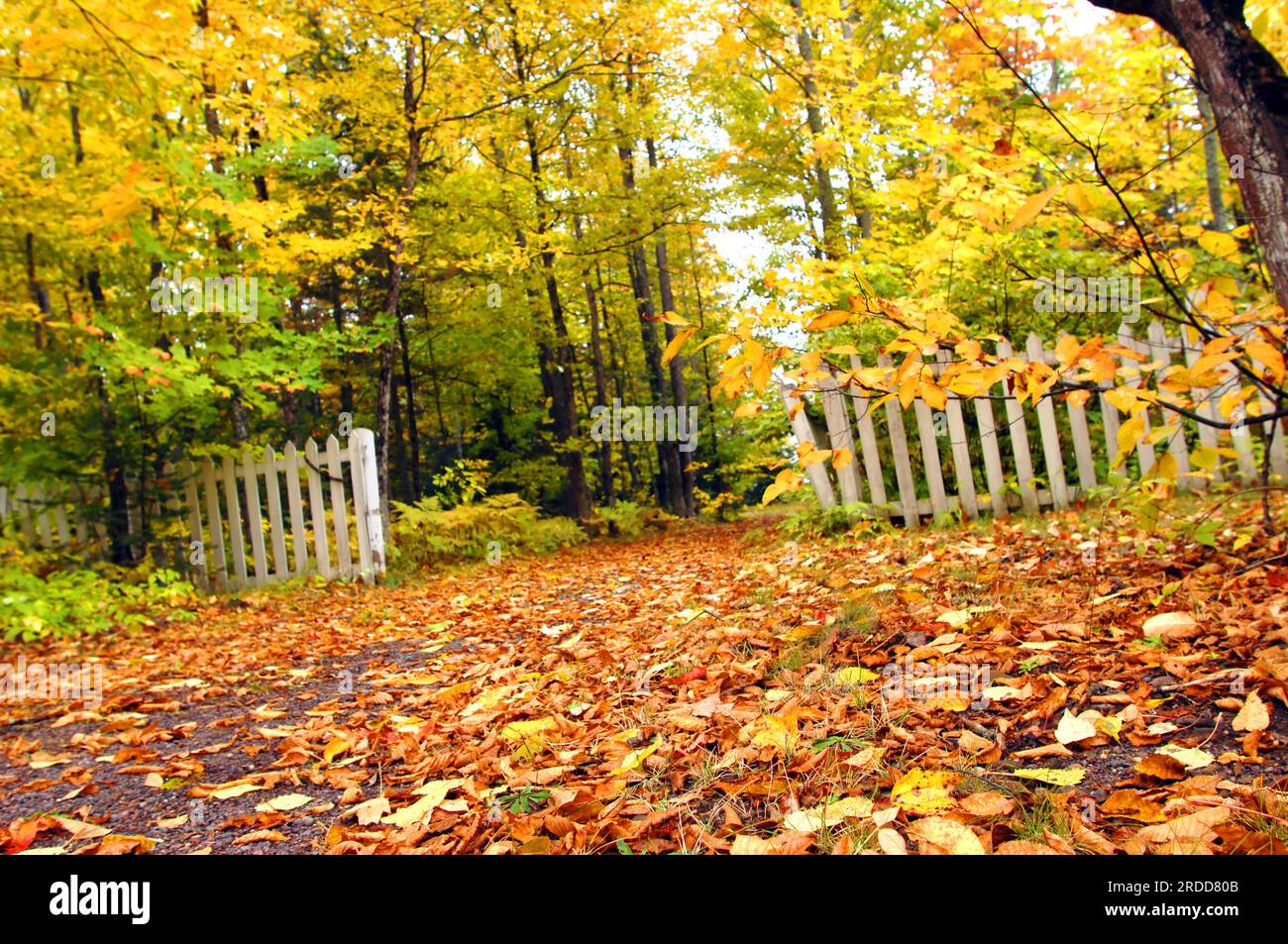 Golden shower of Autumn leaves cover narrow lane. Low angle image shows  white picket fence with peeling paint struggling against the encroaching  fore Stock Photo - Alamy