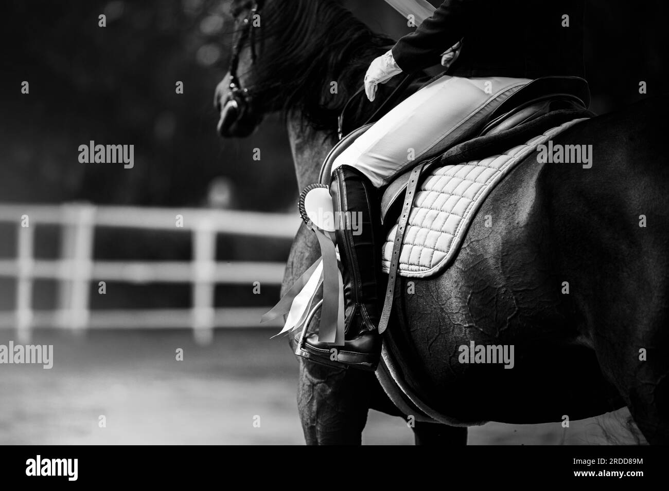 The black and white photograph depicts a horseback rider seated in the saddle atop a horse. Equestrian sports and horse riding. Stock Photo