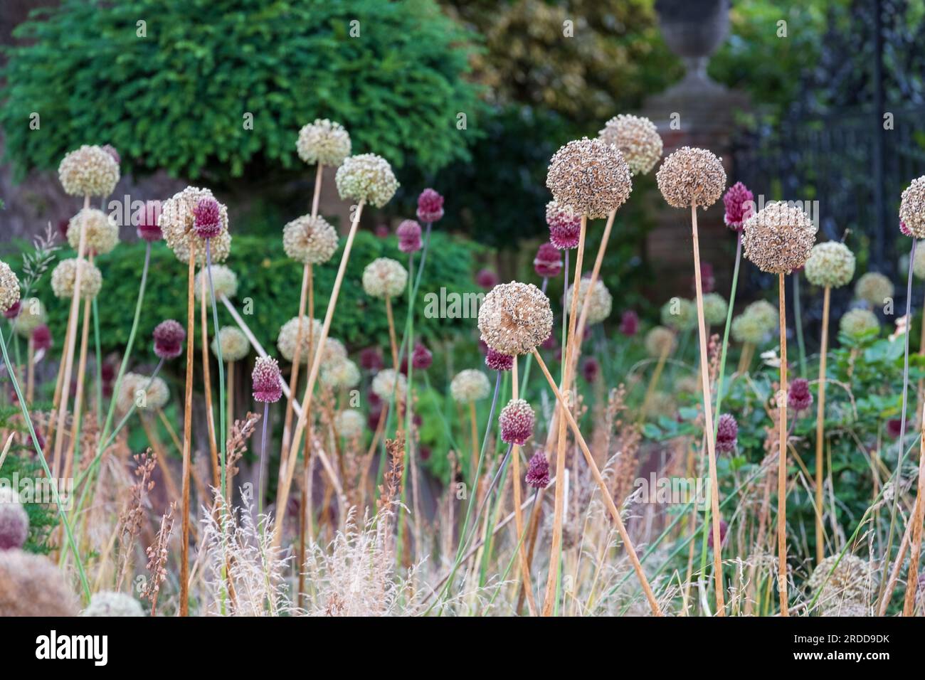 Dead, dried and decayed spring flowering Allium seed heads