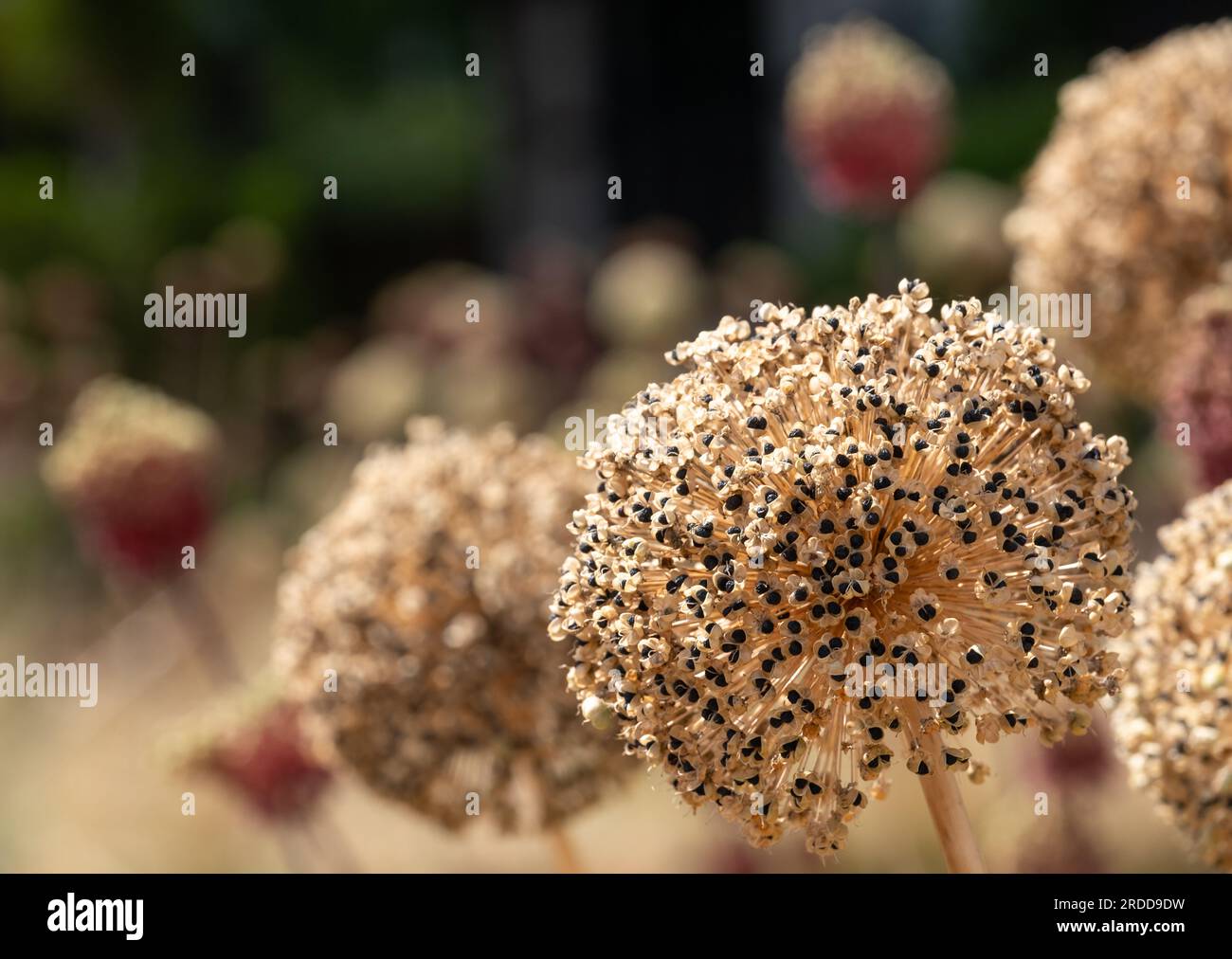 Dead, dried and decayed spring flowering Allium seed heads