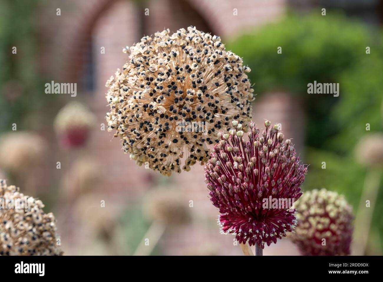 Dead, dried and decayed spring flowering Allium seed heads
