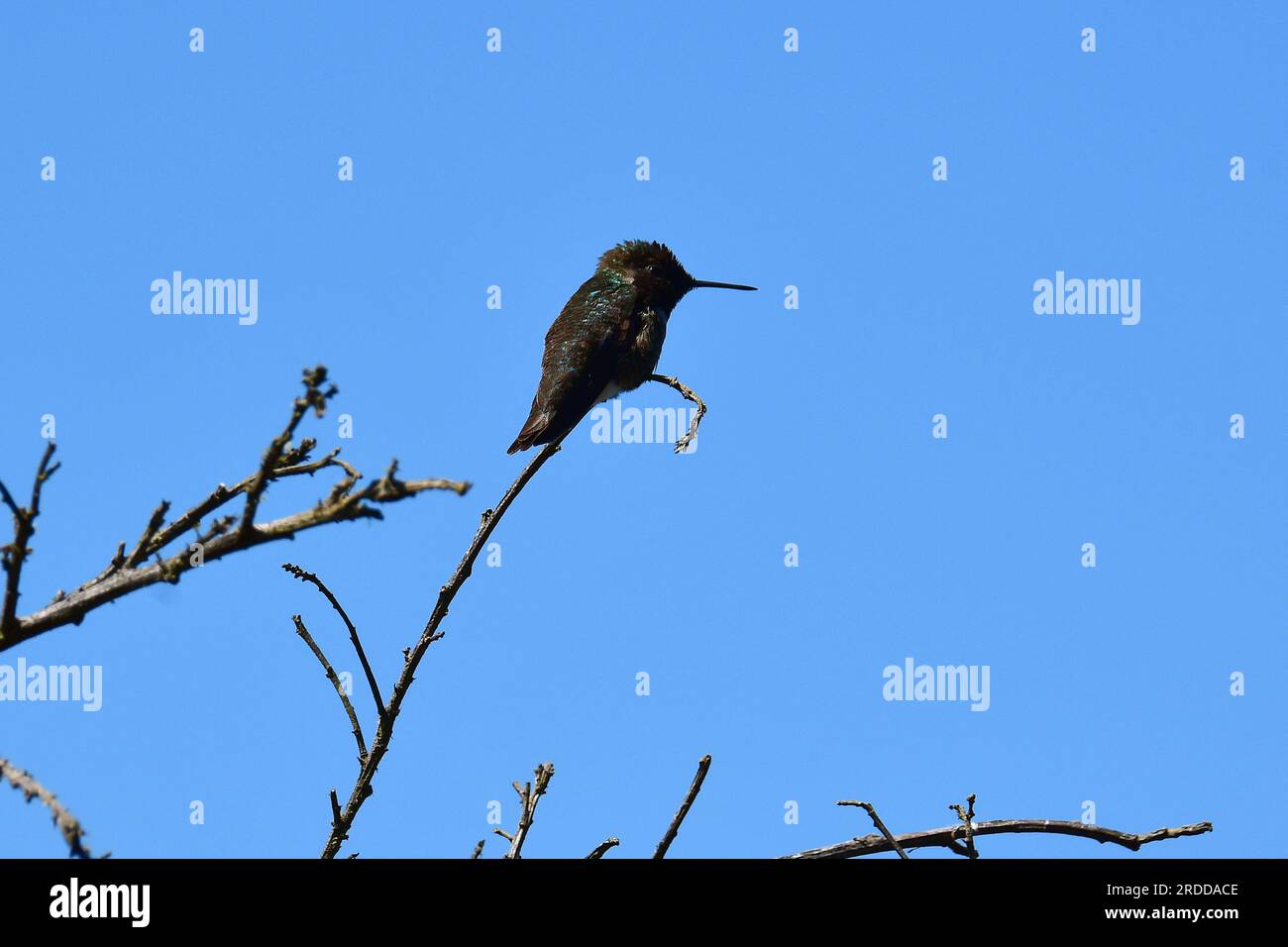 Colibri danna hi-res stock photography and images - Alamy