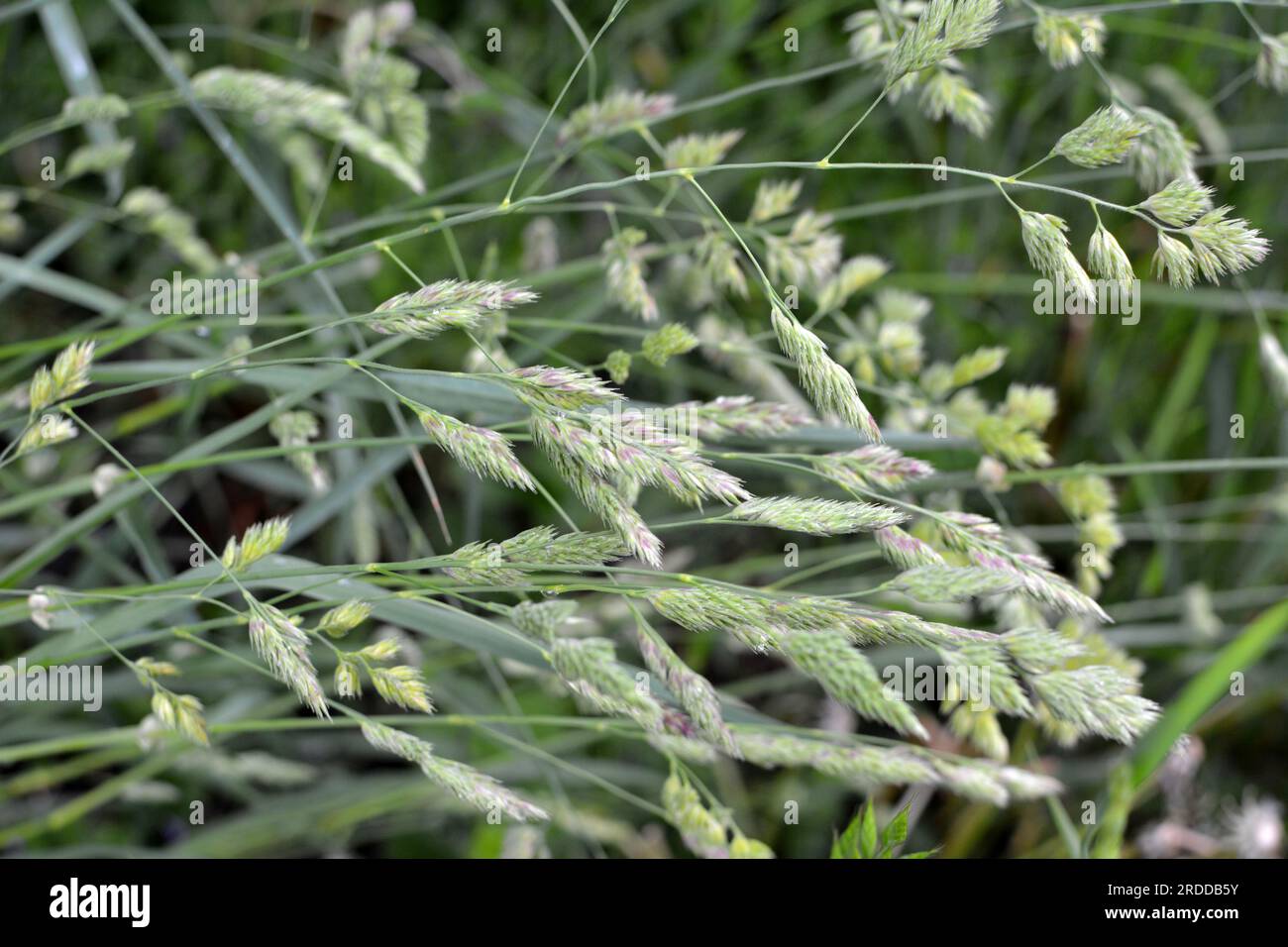 In the meadow blooms valuable fodder grass Dactylis glomerata Stock Photo