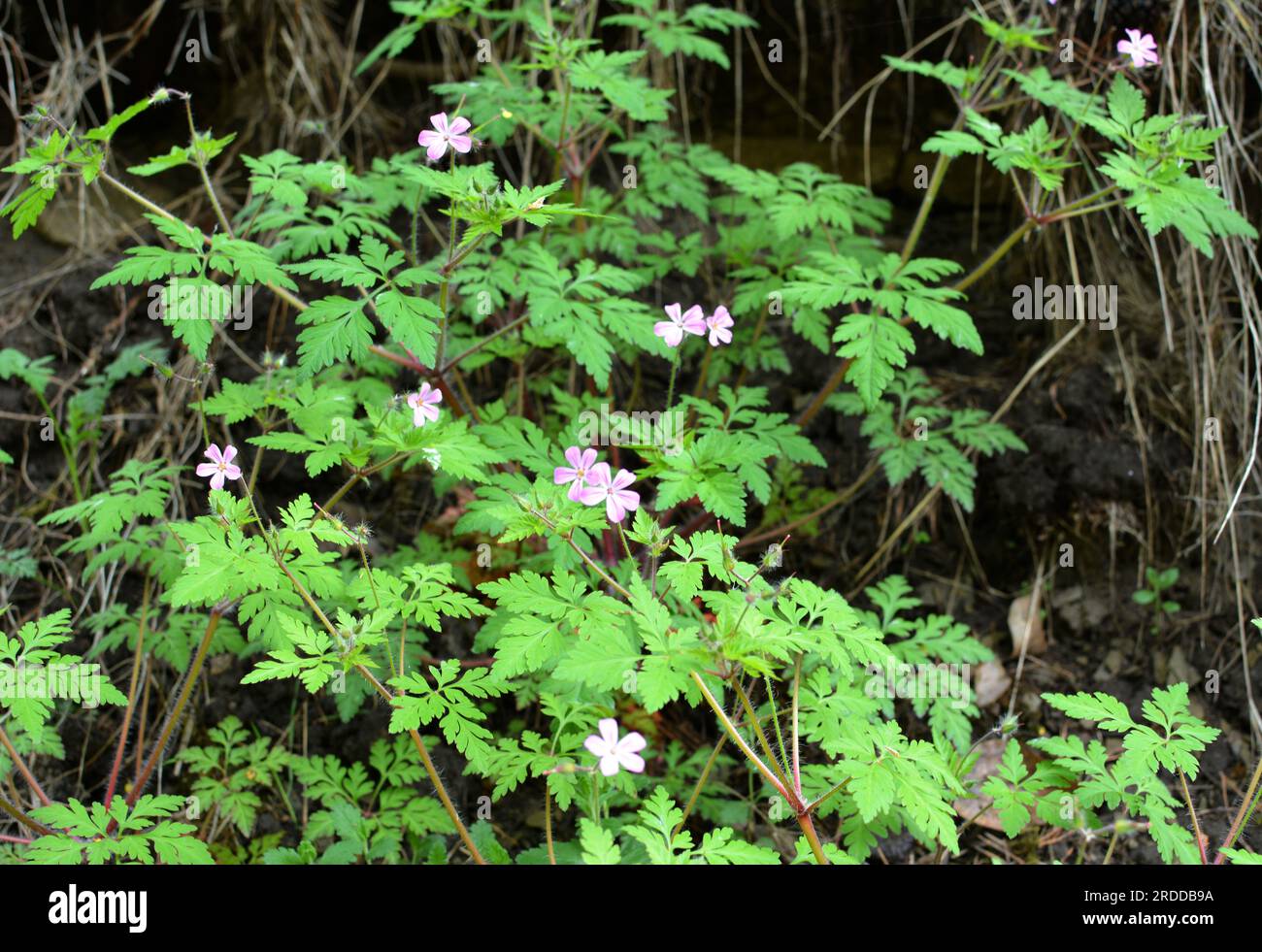 Geranium (Geranium robertianum) grows in the wild Stock Photo
