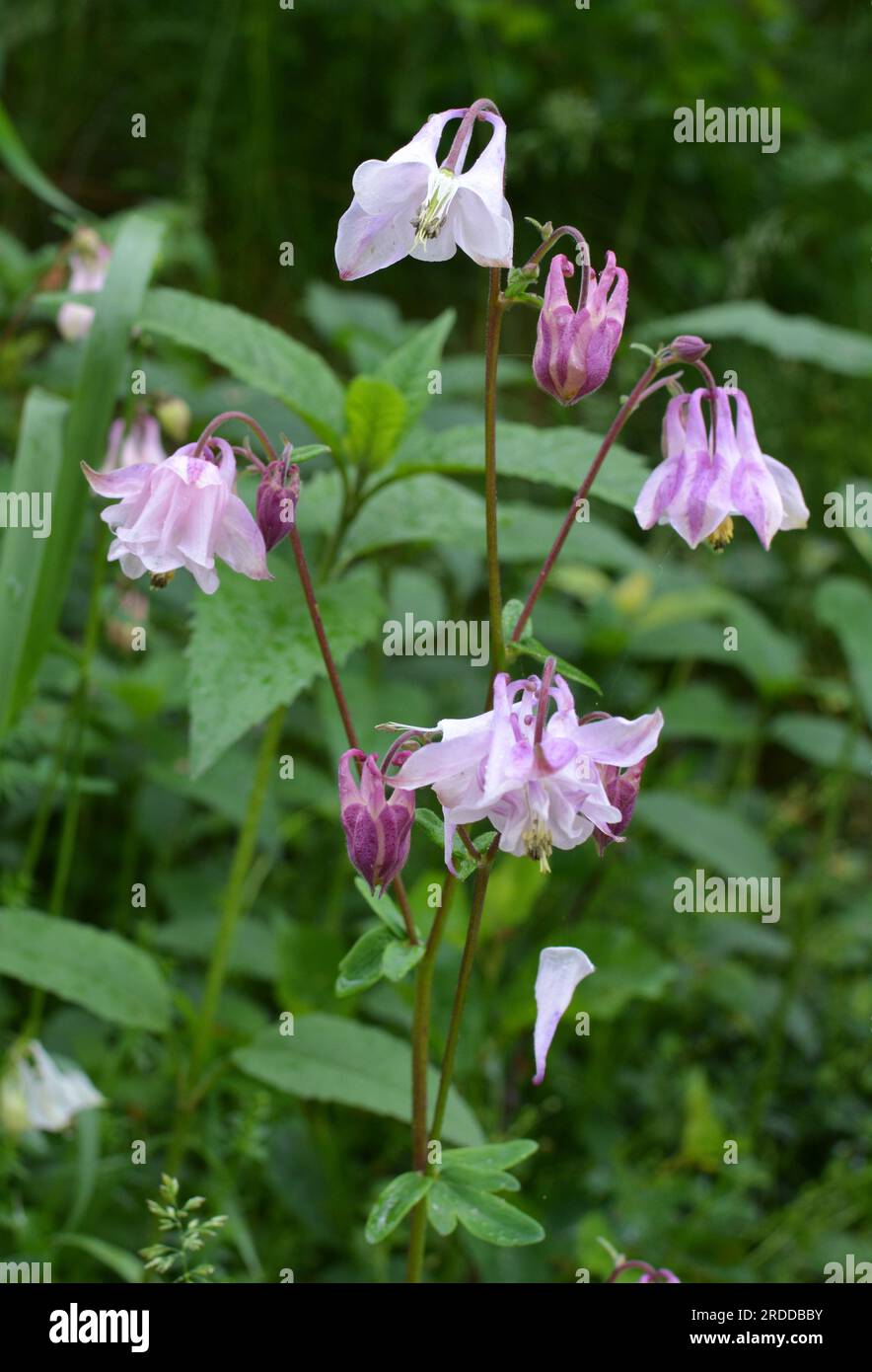 In late spring and early summer, Aquilegia vulgaris blooms in nature in the garden Stock Photo