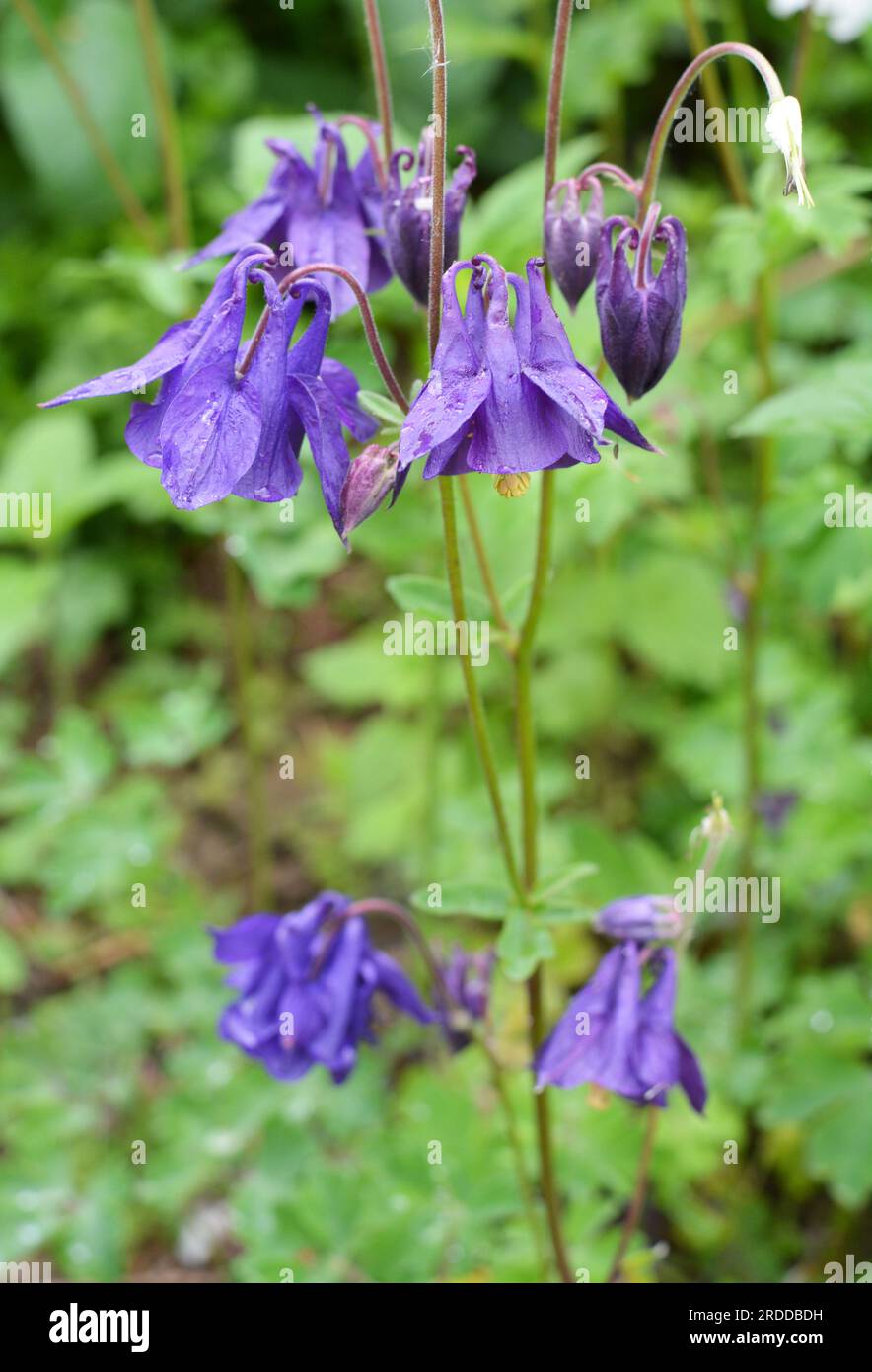 In late spring and early summer, Aquilegia vulgaris blooms in nature in the garden Stock Photo