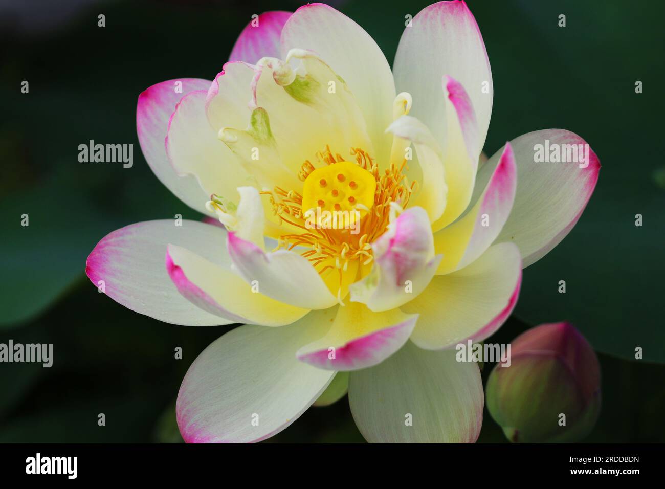 Close-up macro shot of a white and pink lotus in a garden pond. Shallow depth of field Stock Photo
