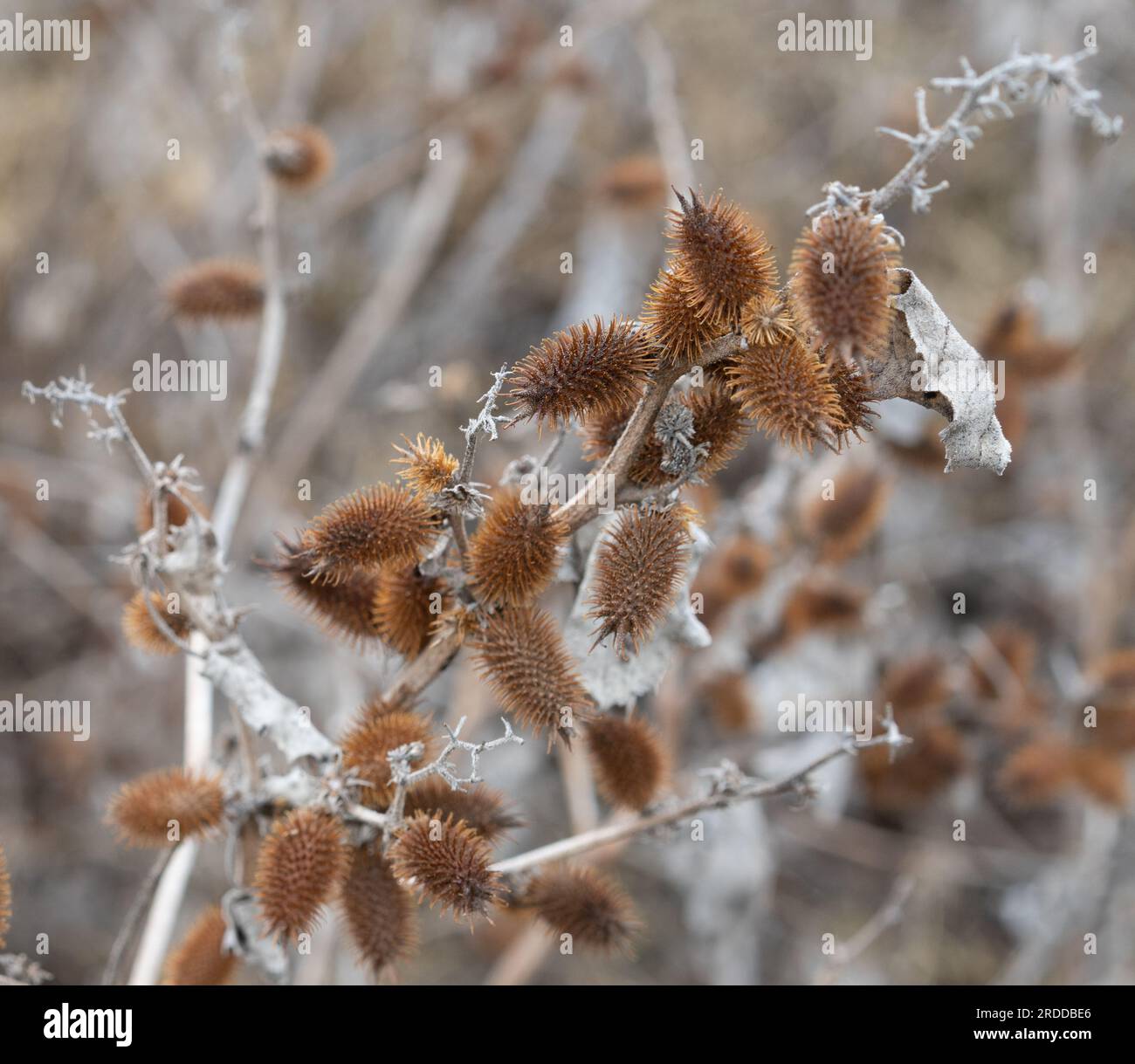 Cockleburs hi-res stock photography and images - Alamy