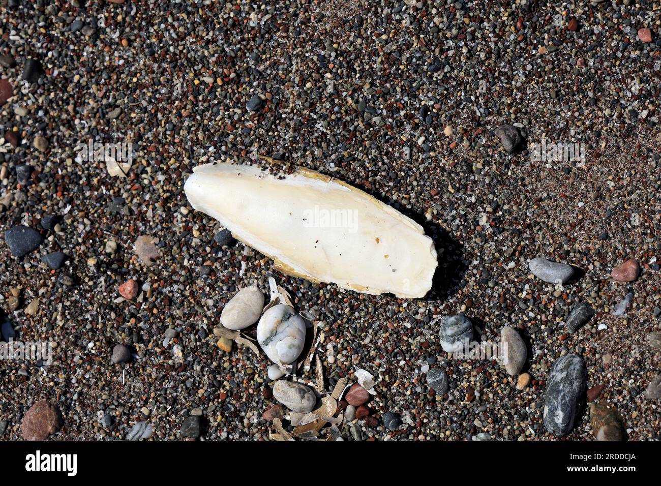 Cuttlebone washed up on a beach, reek island . July 2023 Stock Photo